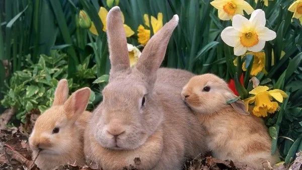 Mama coneja: Animales-Conejos wallpaper, Suaves conejos blancos ...