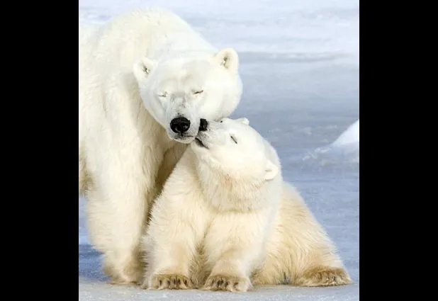MAMA OSA - AYUDA-AMISTAD - Gabitos MAMA OSA - AYUDA-AMISTAD - Gabitos