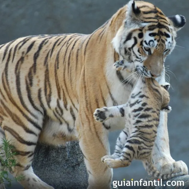 Mamá tigre transportando a su cachorro - Instinto maternal de los ...