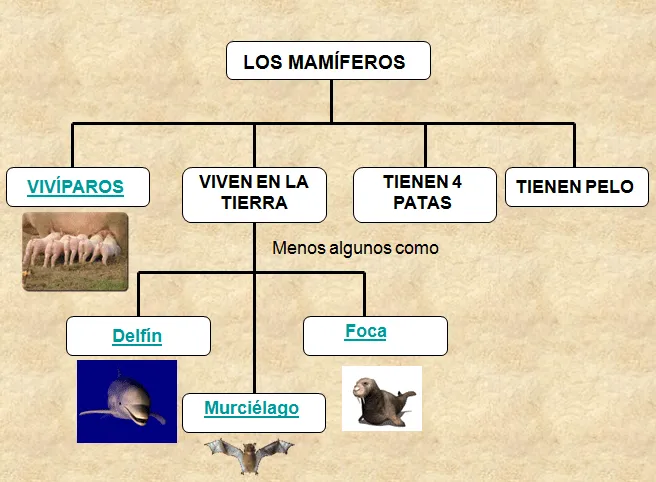 mamíferos | Blog de 1º de E.P. Colegio Vedruna ( mamíferos | Blog de 1º de E.P. Colegio Vedruna (