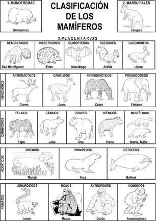 Imagenes animales mamiferos para imprimir - Imagui Imagenes animales mamiferos para imprimir - Imagui