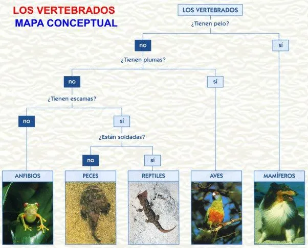 MAMÍFEROS . MAPA CONCEPTUAL-EL CLARIÓN DIGITAL MAMÍFEROS . MAPA CONCEPTUAL-EL CLARIÓN DIGITAL