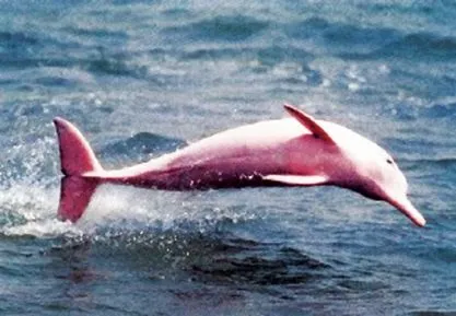 Mis mamíferos marinos: Un poquito más sobre los delfines Mis mamíferos marinos: Un poquito más sobre los delfines
