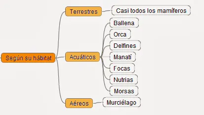 Mamíferos en el reino animal | EDUpunto.com