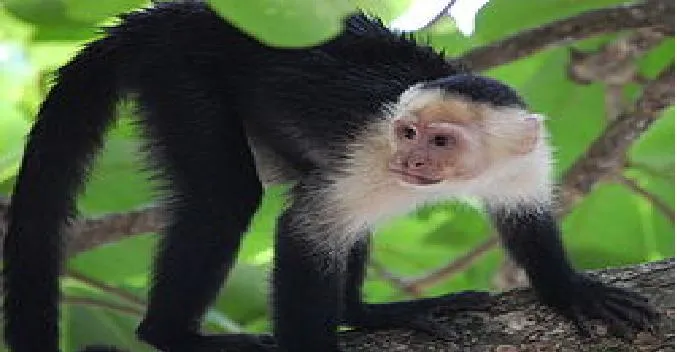 MAMIFEROS DEL ZOOLOGICO METROPOLITANO EL PICACHO (HONDURAS)1 ...