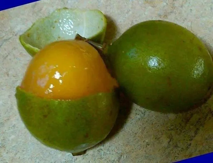 Mamones (fruta) | El Salvador | Pinterest Mamones (fruta) | El Salvador | Pinterest