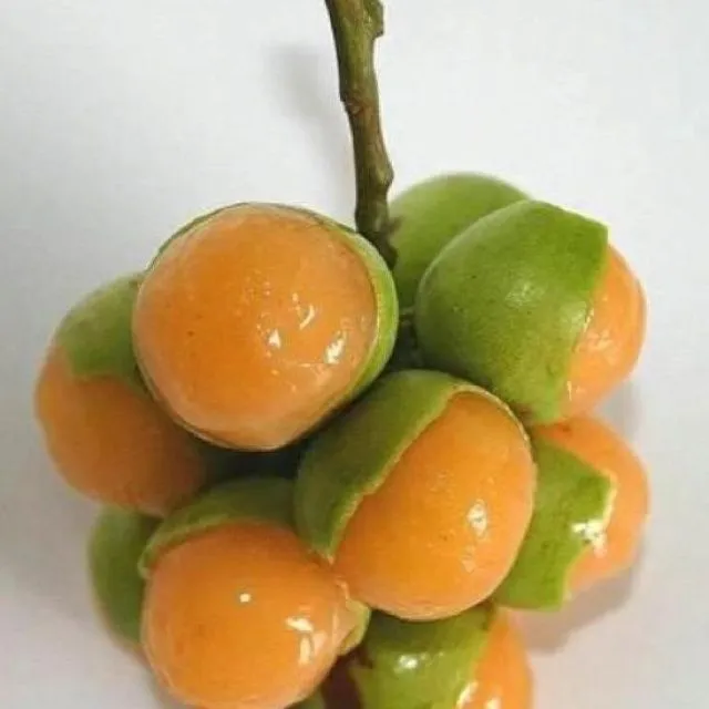 Mamones | Tropical fruits | Pinterest Mamones | Tropical fruits | Pinterest