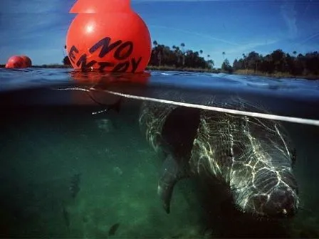 Manatíes en peligro de extinción » MANATIPEDIA