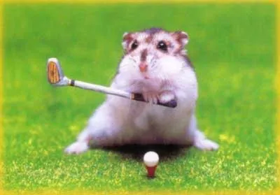 Un hamster muy especial - Fotos de animales - Humor12.com