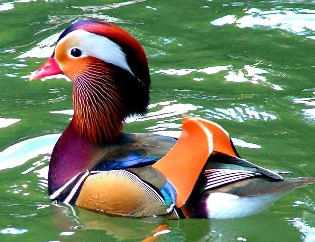 mandarin duck in full color | Flickr - Photo Sharing! mandarin duck in full color | Flickr - Photo Sharing!