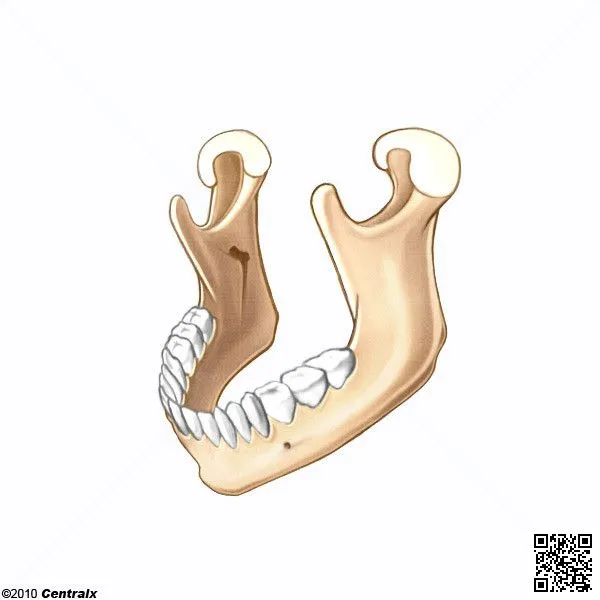 Mandíbula - Atlas de Anatomía del Cuerpo Humano - Centralx