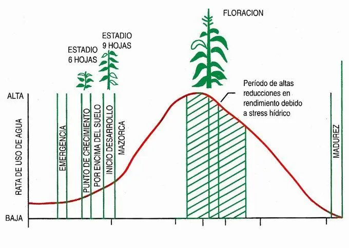 Manejo y paquete tecnológico del maíz amarillo duro bajo gravedad ...