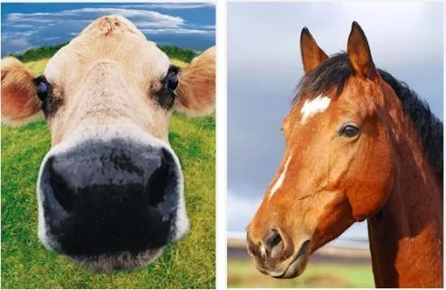 MANEJO DE GRANDES Y PEQUEÑOS ANIMALES: mayo 2010 MANEJO DE GRANDES Y PEQUEÑOS ANIMALES: mayo 2010
