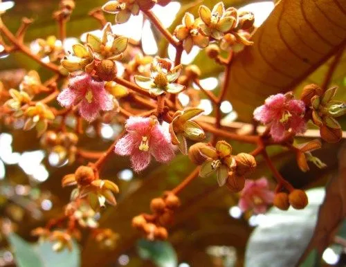La Manigua - Vismia baccifera Flores del árbol sangregallina.... La Manigua - Vismia baccifera Flores del árbol sangregallina....