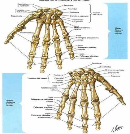 Mano artificial - Monografias.com