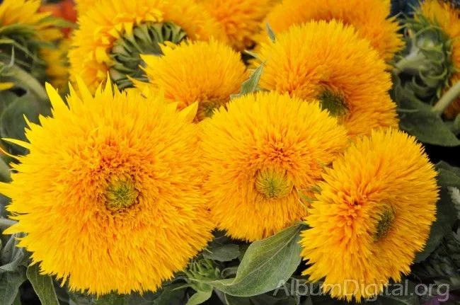 Manojo de flores amarillas