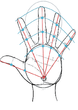 Manos parte 1 - Tutoriales de Manos en Anatomía | Dibujando