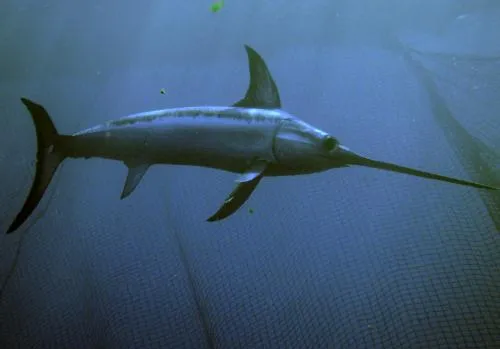 Cómo mantienen la tempertura constante los peces de sangre ... Cómo mantienen la tempertura constante los peces de sangre ...