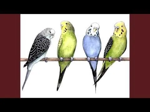 Manual Para Criar Periquitos Australianos - YouTube Manual Para Criar Periquitos Australianos - YouTube