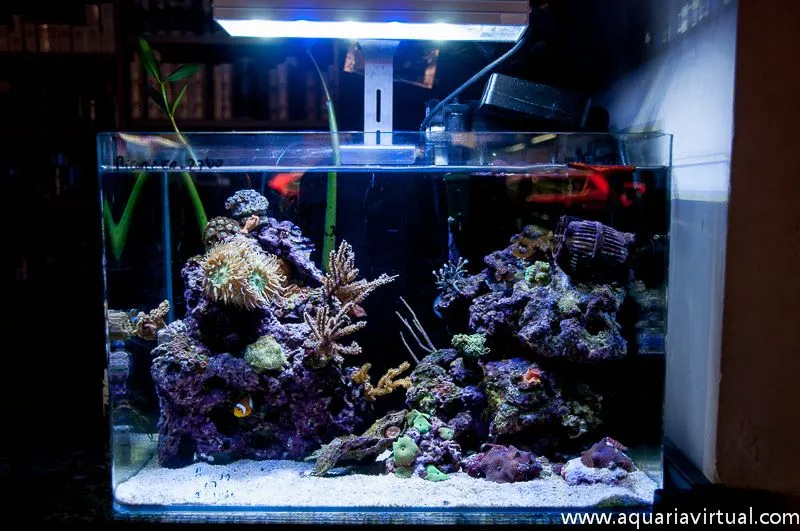 Manual de como montar un acuario marino.