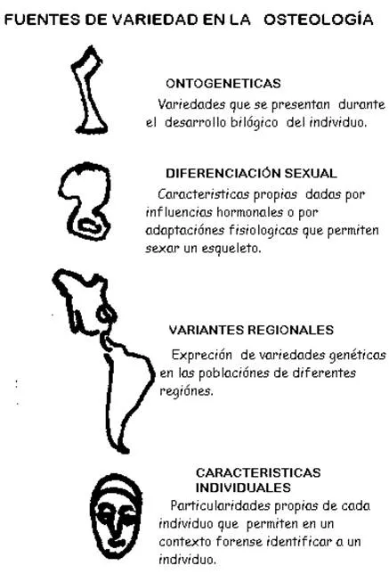 Manual de osteología antropológica - Monografias.com Manual de osteología antropológica - Monografias.com