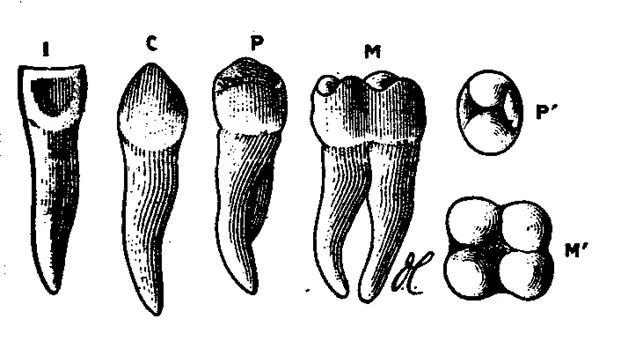 Manual de osteología antropológica - Monografias.com Manual de osteología antropológica - Monografias.com