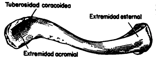 Manual de osteología antropológica - Monografias.com Manual de osteología antropológica - Monografias.com
