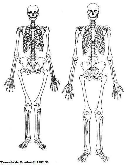 Esqueleto humáno para imprimir sin nombres - Imagui