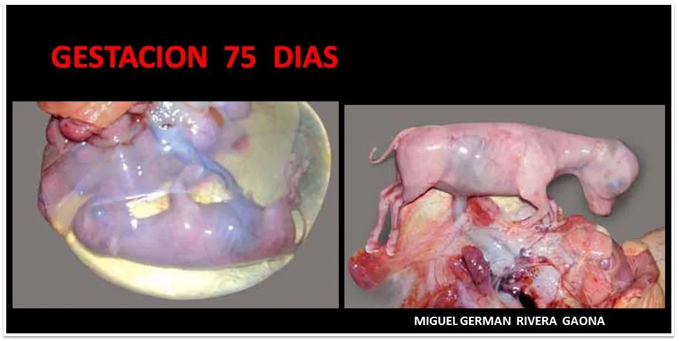 MANUAL DE REPRODUCCION BOVINA: GESTACION