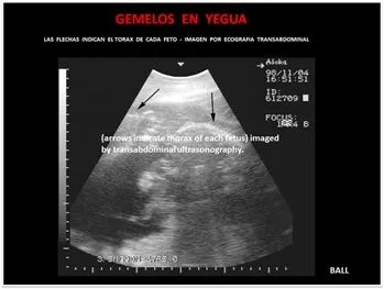 MANUAL DE REPRODUCCION EQUINA: GESTACION