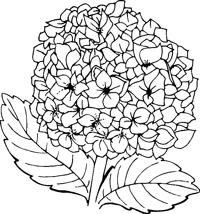 Manualidades y artesanias Salticoz: Diferentes clases de flores Manualidades y artesanias Salticoz: Diferentes clases de flores
