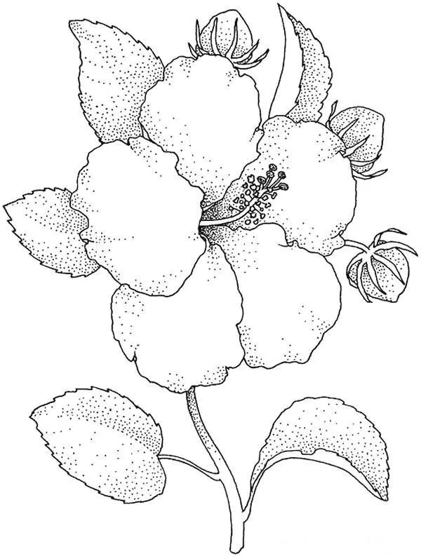 MANUALIDADES: DIBUJO DE FLORES PARA COLOREAR MANUALIDADES: DIBUJO DE FLORES PARA COLOREAR