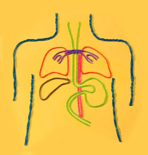 Manualidades del sistema digestivo para niños - Manualidades Manualidades del sistema digestivo para niños - Manualidades