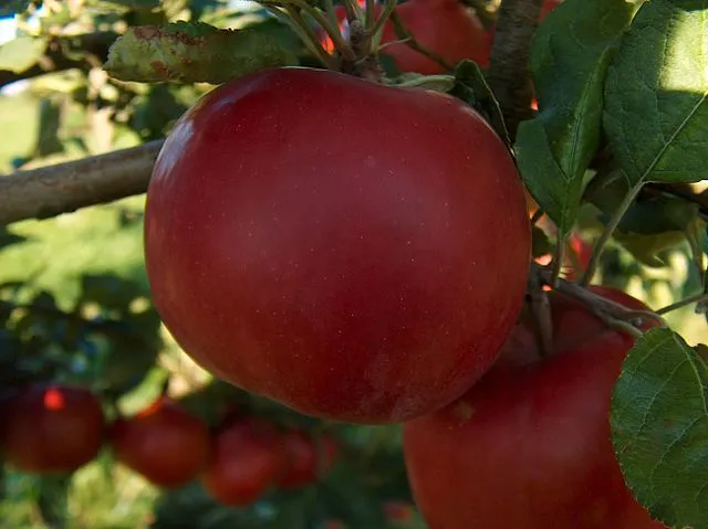 manzana.jpg