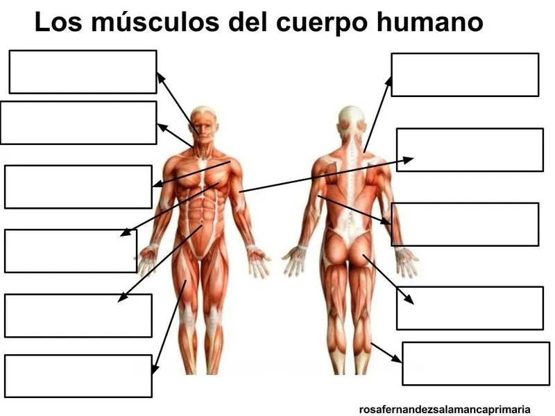 Map Quiz: Sistema muscular (aparato locomotor - sistema muscular - musculos) Map Quiz: Sistema muscular (aparato locomotor - sistema muscular - musculos)