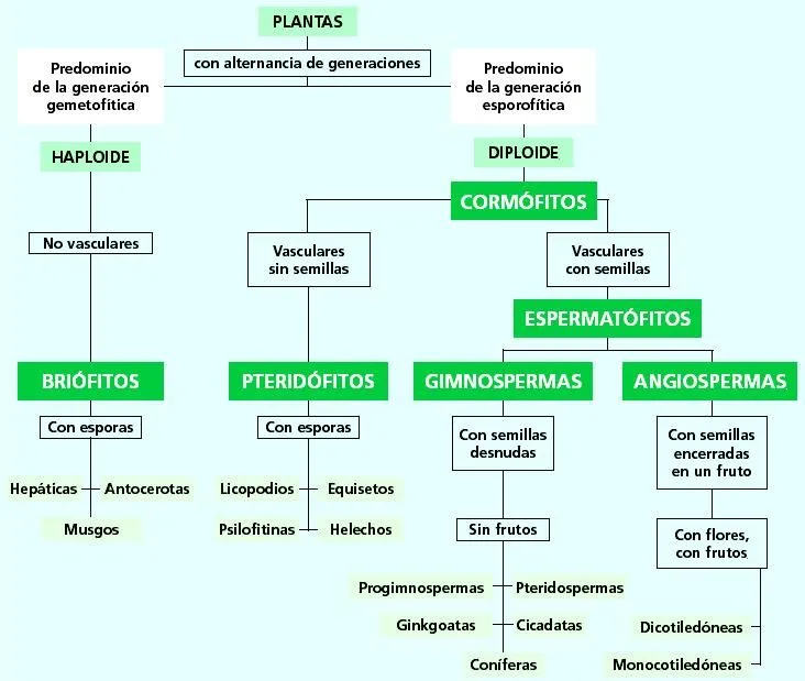 mapa-concep-t7.jpg