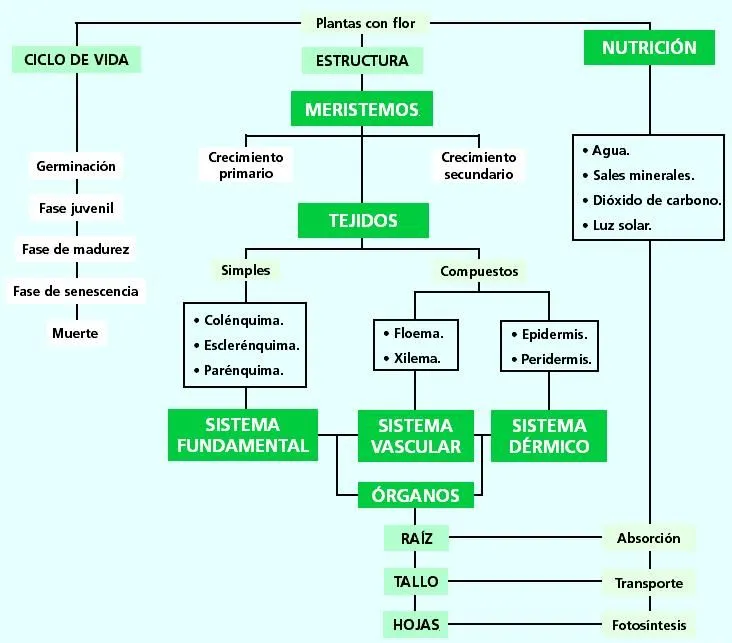mapa-concep-t8.jpg