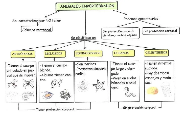 mapa conceptual animales invertebrados http://www.clarionweb.es ... mapa conceptual animales invertebrados http://www.clarionweb.es ...