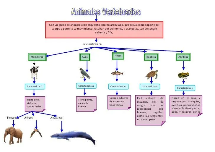 Mapa Conceptual Animales Vertebrados