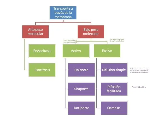 Mapa conceptual: Transporte a través de la membrana.