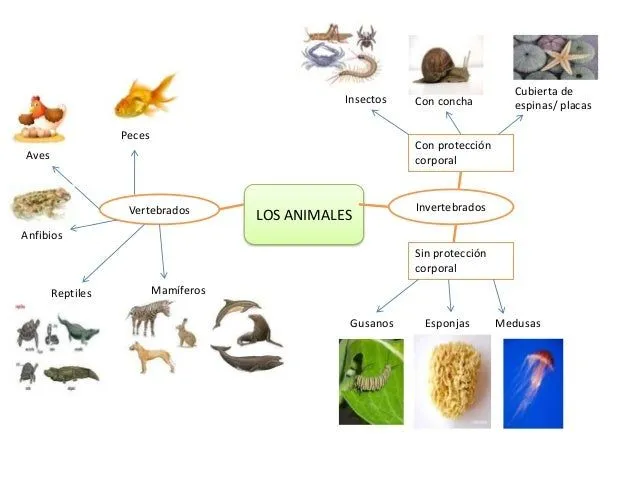 Mapa mental de los animales - Imagui