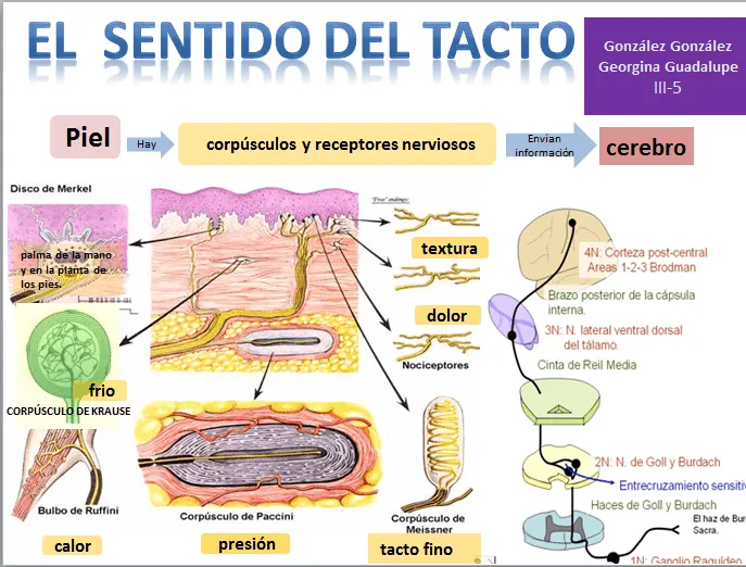 mapa mental El sentido del Tacto 02/12/13 ~ BLOG DE FISIOLOGÍA BASICA mapa mental El sentido del Tacto 02/12/13 ~ BLOG DE FISIOLOGÍA BASICA
