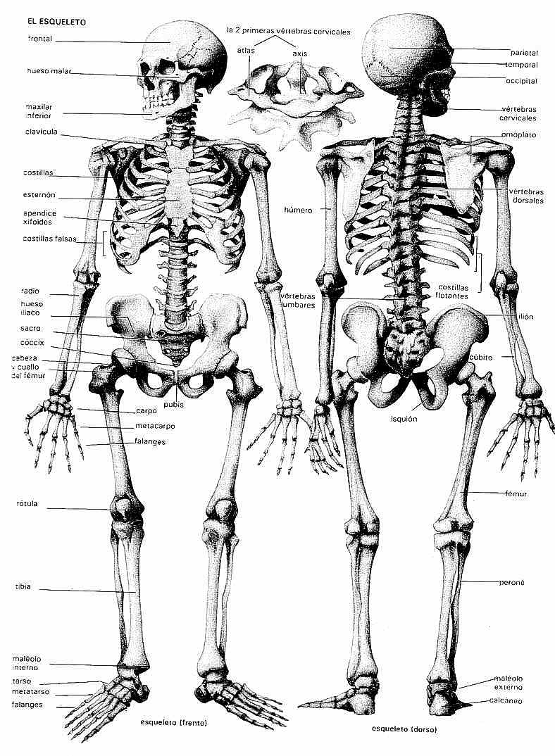 MAPA MURAL ESQUELETO HUMANO 2X7 HOJA LEGAL | PARA JEFATURAS REGIONALES Y  DISTRITALES