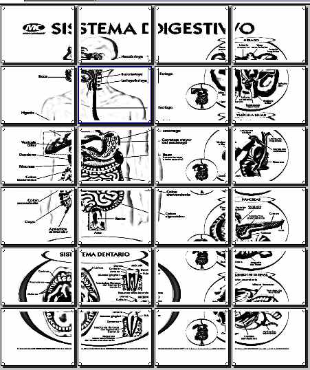 MAPA MURAL SISTEMA DIGESTIVO 4X6 HOJA CARTA « PARA JEFATURAS ...