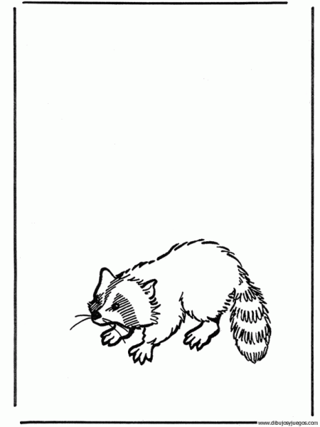 mapache-02 | Dibujos y juegos, para pintar y colorear