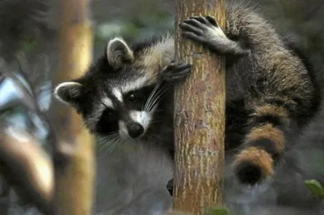 El mapache propaga enfermedades a animales en su invasión por ...