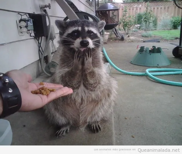 Mapache | ¡Qué animalada! | Las fotos, los vídeos y los gifs más ... Mapache | ¡Qué animalada! | Las fotos, los vídeos y los gifs más ...