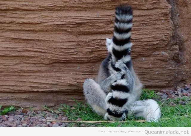 Mapache | ¡Qué animalada! | Las fotos, los vídeos y los gifs más ... Mapache | ¡Qué animalada! | Las fotos, los vídeos y los gifs más ...