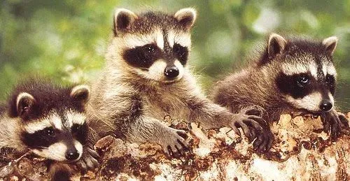 Mapaches tiernos - Imagui