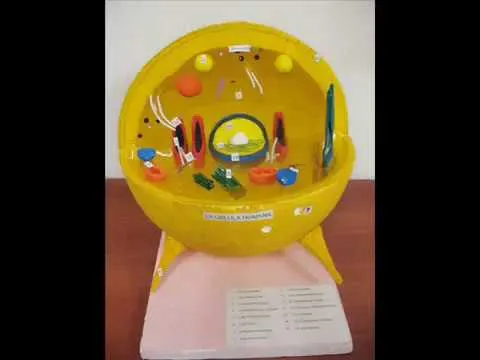 Maqueta en 3D de la Celula Humana - YouTube Maqueta en 3D de la Celula Humana - YouTube